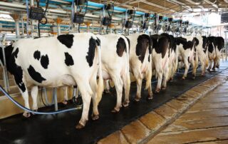 cows in a milking parlor