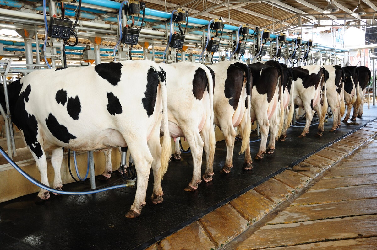 cows in a milking parlor