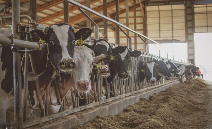 dairy cows in a line in a barn