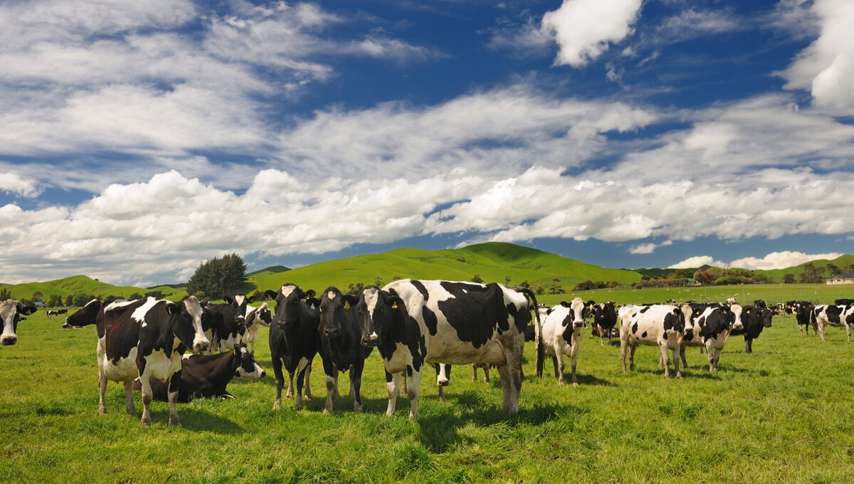 dairy cows in a green field