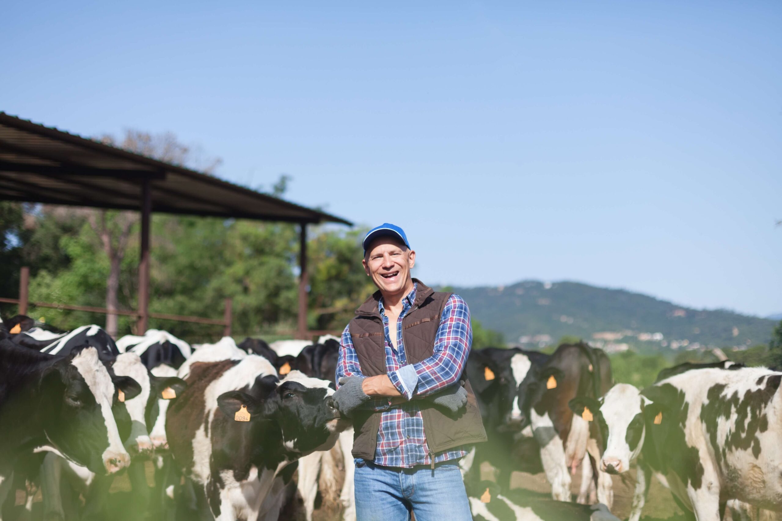 farmer smiling next to his cows