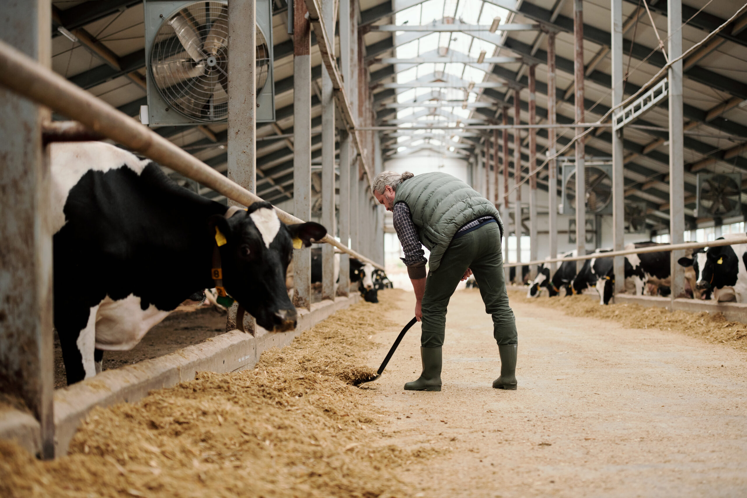man shoveling animal feed in front of a diary cow in a barn