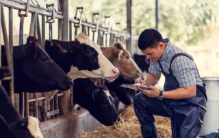 man kneeling by dairy cow with pad