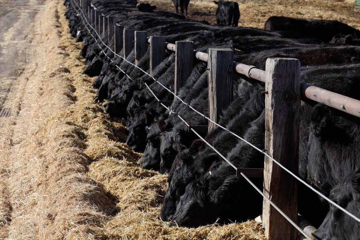 black angus cows feeding