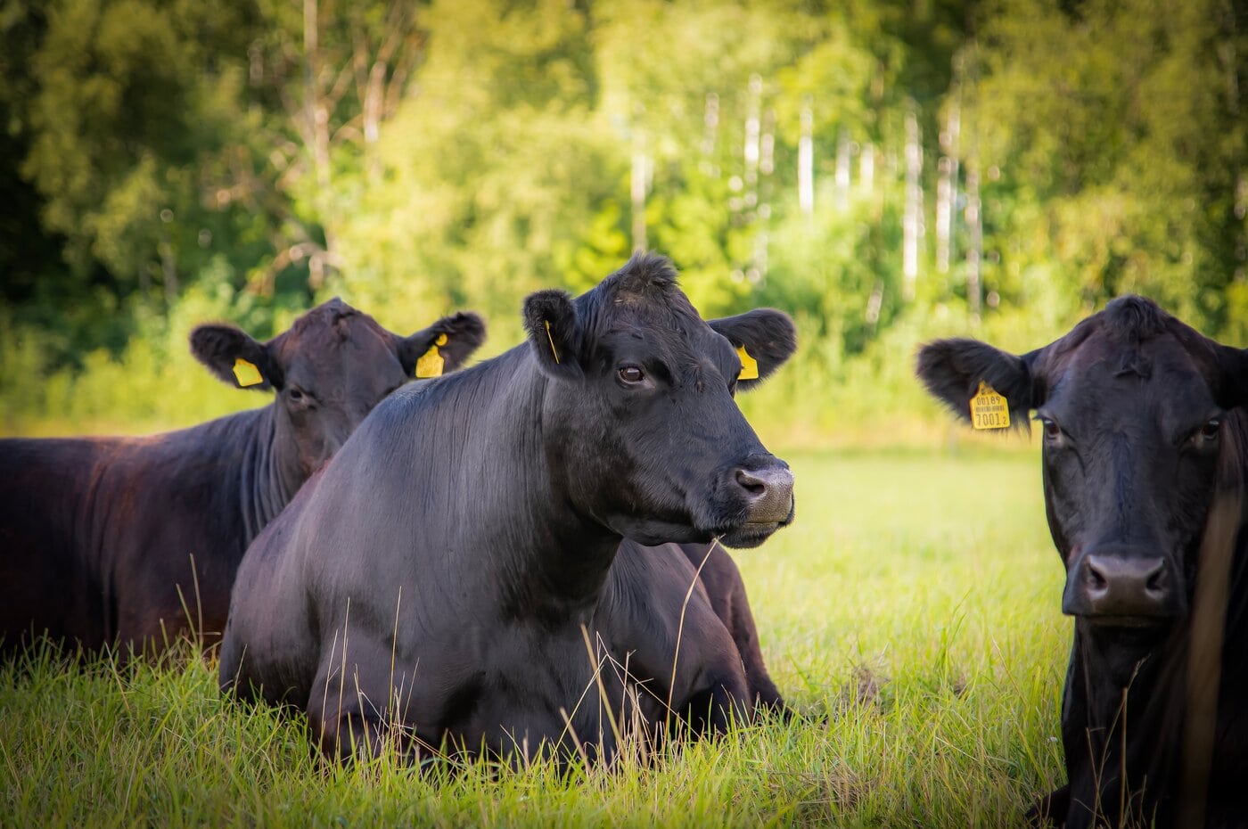 black Angus cow laying down on grass