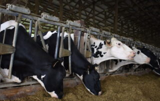 dairy cows in barn eating hay