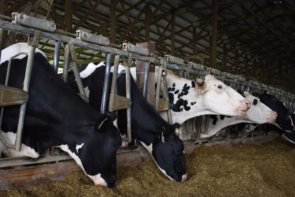 dairy cows in barn eating hay