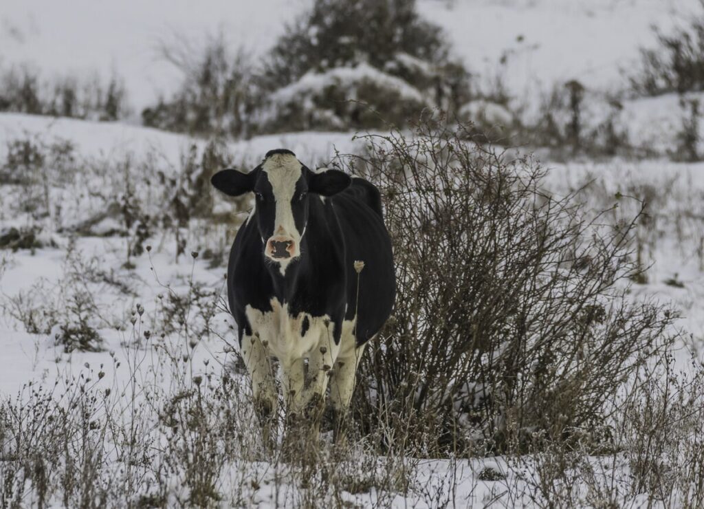 holstein cow in a snowy winter scene
