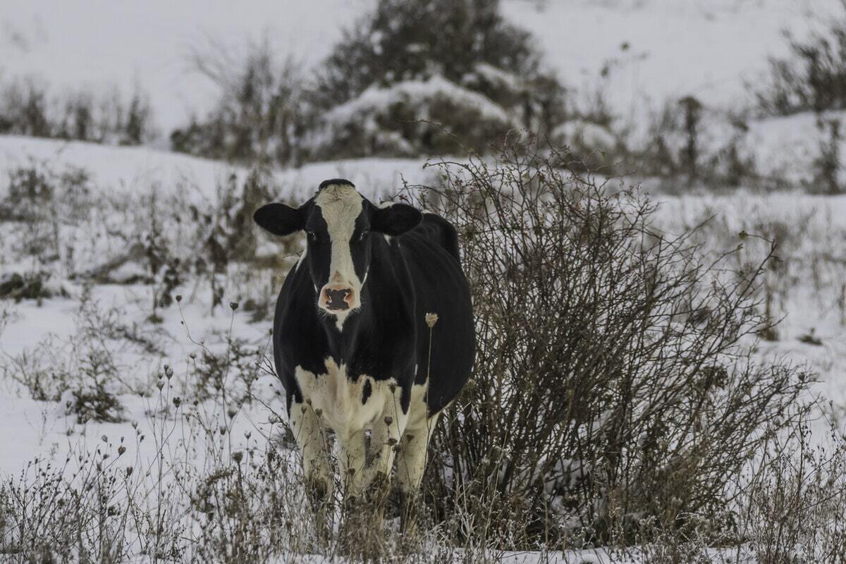 holstein cow in a snowy winter scene