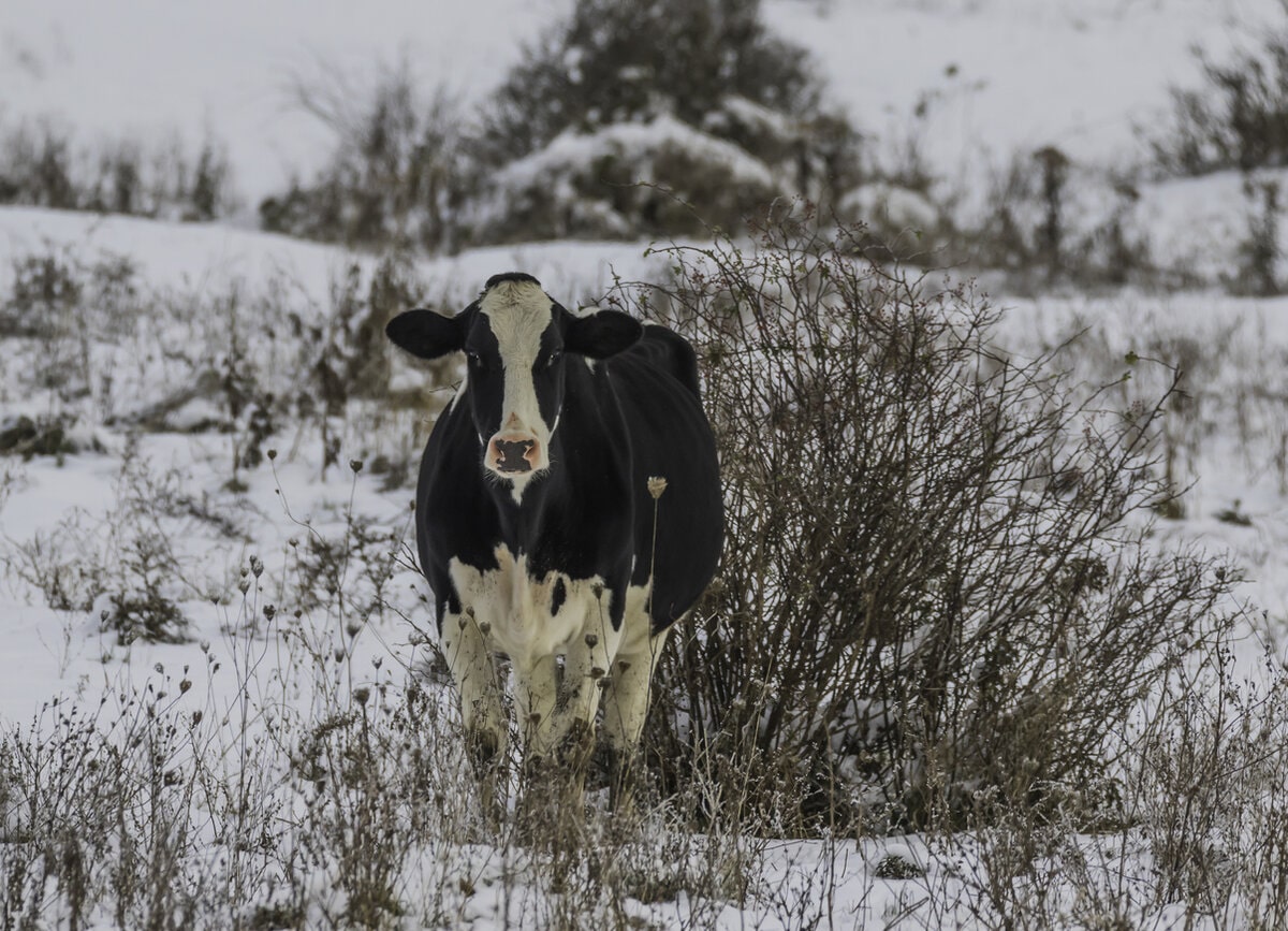 Your Guide to Winter Care for Dairy Cattle Star Blends