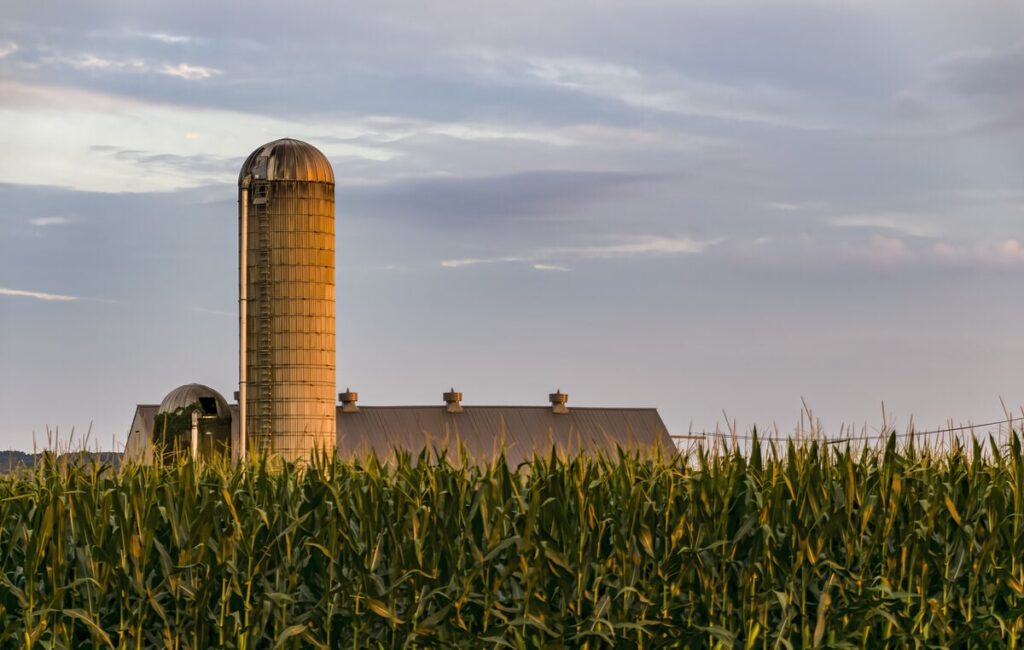 A View of A Farm Silo with Tall Corn Stalks in the Foreground on a Sunny Summer Day