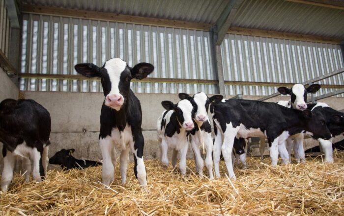 baby calves in a barn