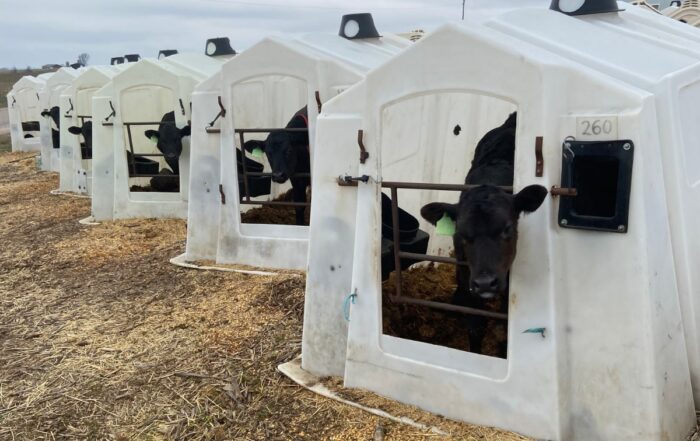 beef calves in huts