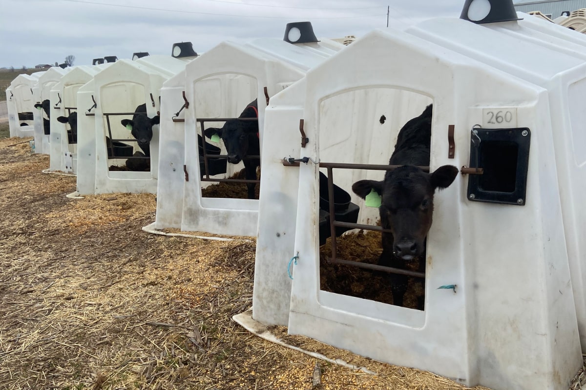 beef calves in huts