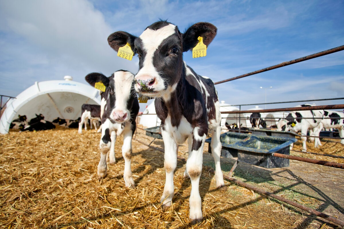 newborn calf on cattle farm