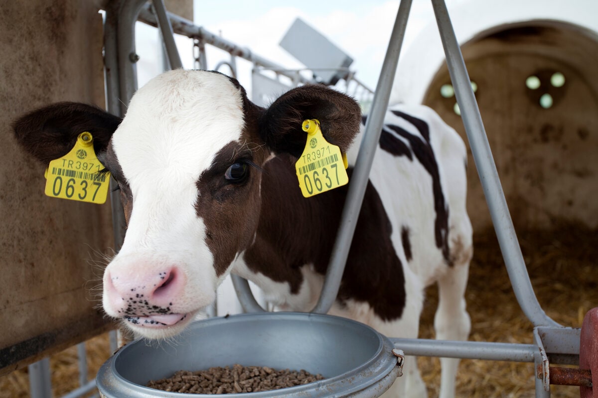 dairy calf eating feed