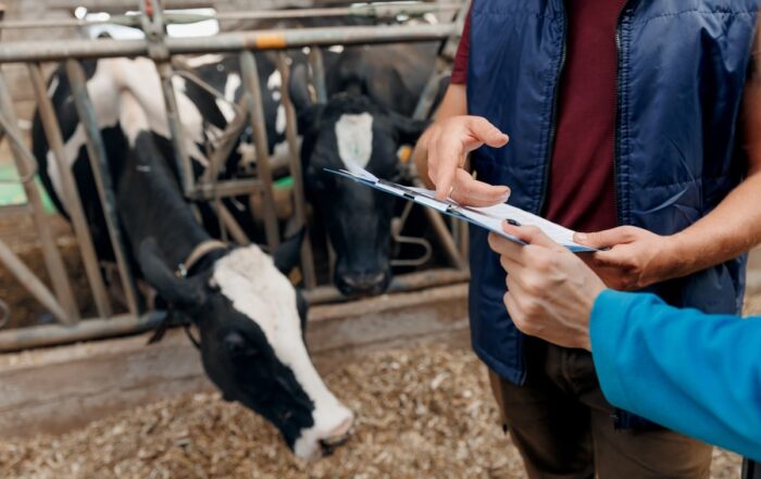 Veterinarian worker and man farmer discussing characteristics about health of cows.
