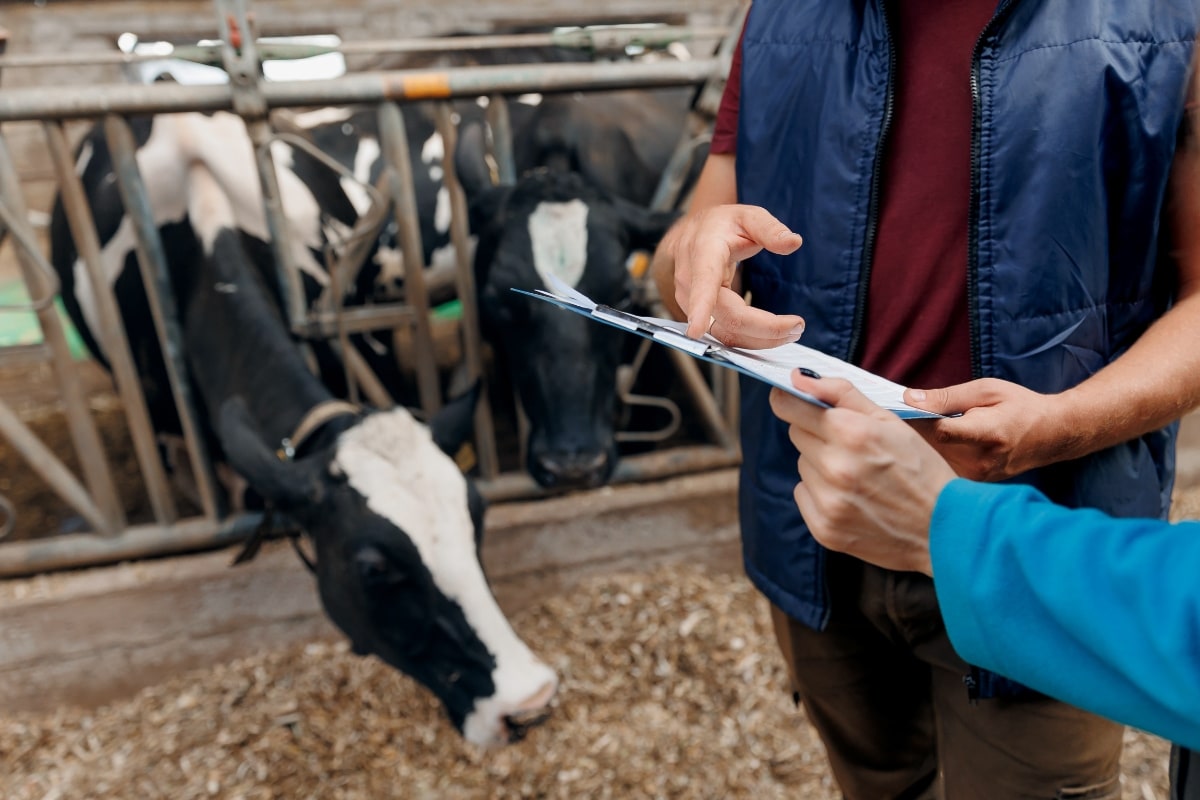Veterinarian worker and man farmer discussing characteristics about health of cows.