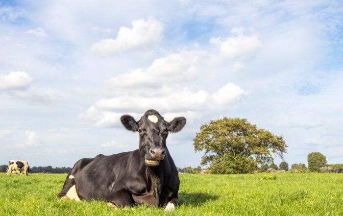 Reclining cow lying down, chewing, in a pasture