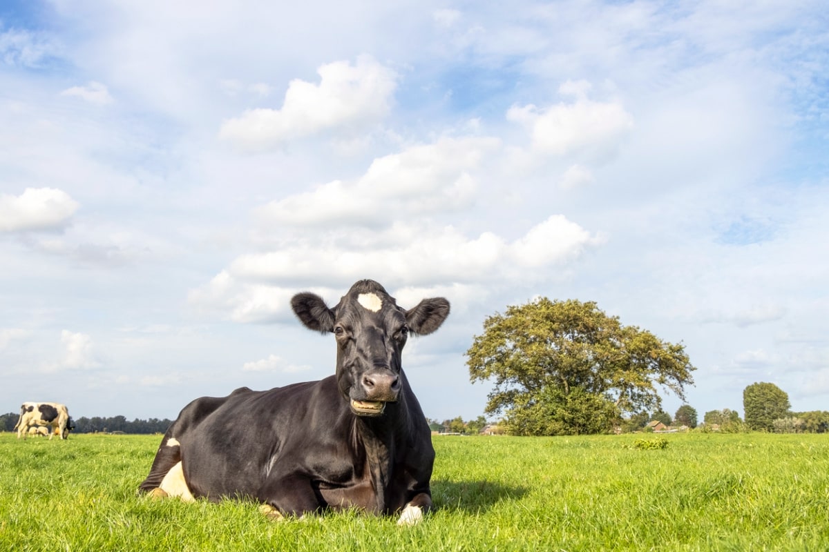 Reclining cow lying down, chewing, in a pasture
