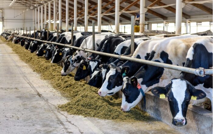 cows in a barn eating feed