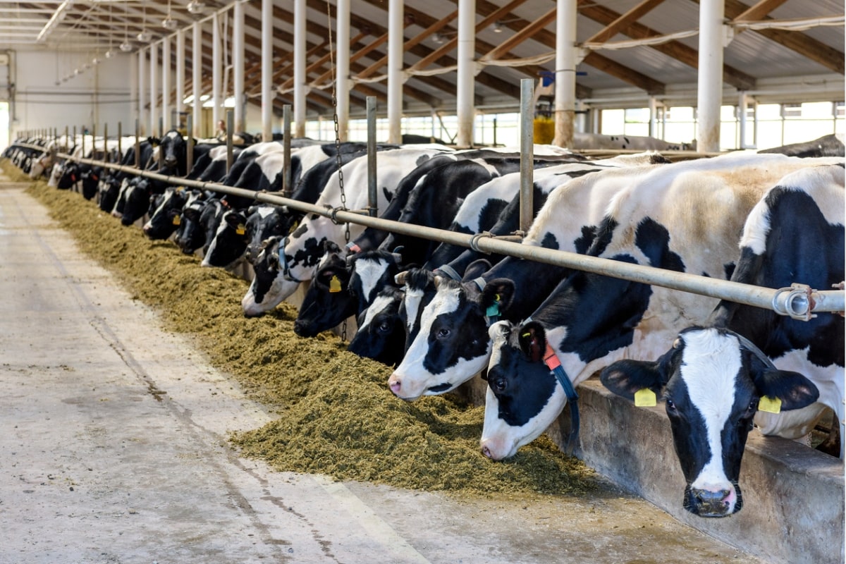 cows in a barn eating feed