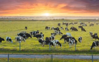 erd of dairy cattle grazing in pasture field.