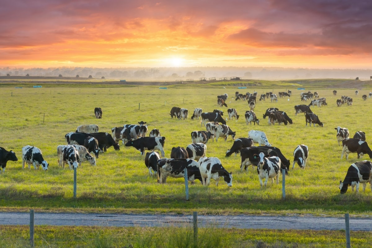 erd of dairy cattle grazing in pasture field.