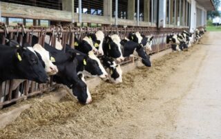 cows in a barn eating hay
