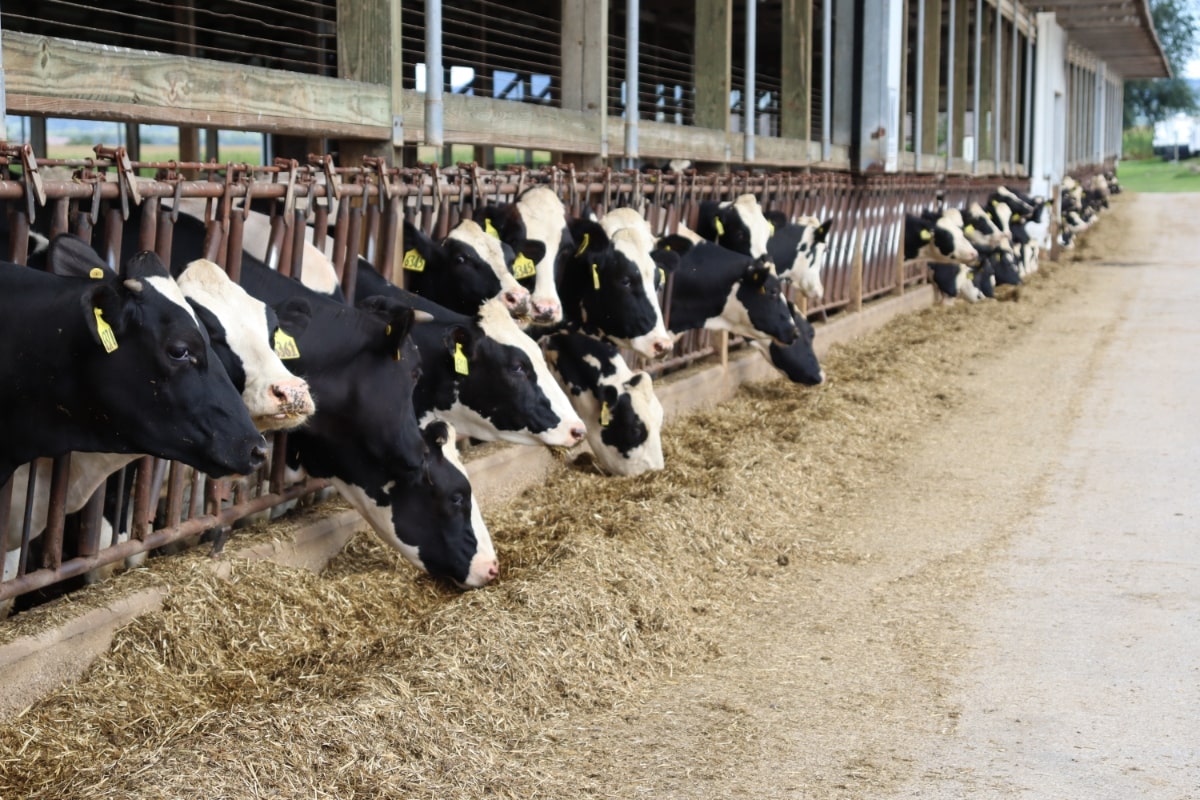 cows in a barn eating hay
