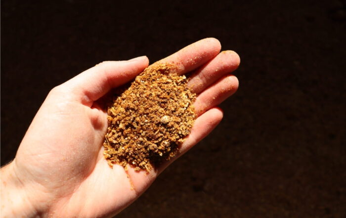 cow feed minerals in someones hand