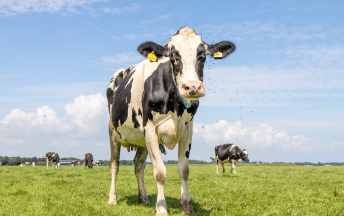 cow with flies buzzing around its face