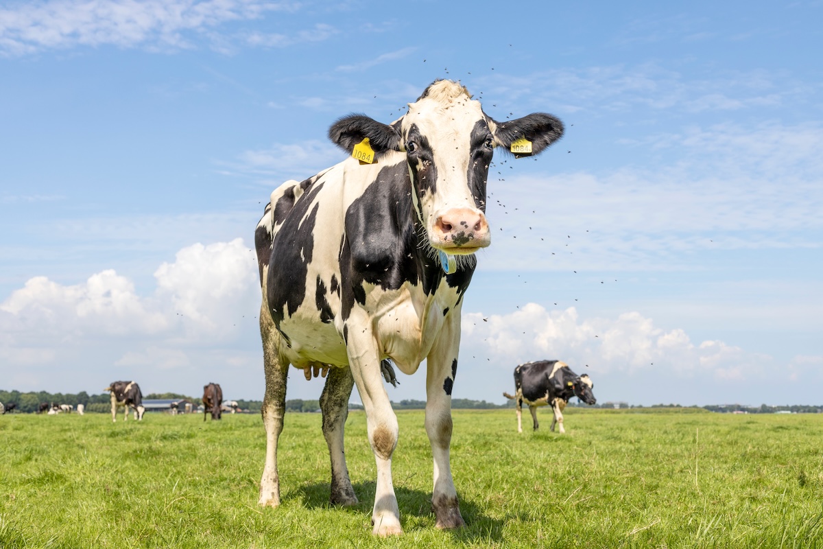 cow with flies buzzing around its face