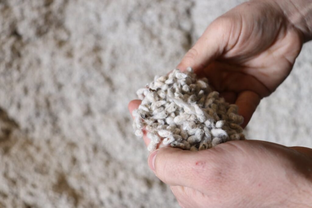 cottonseed hands holding cottonseed