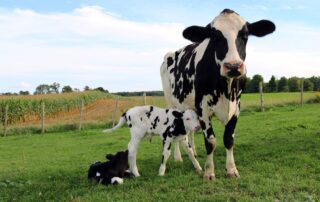 dairy cow with newborn calves