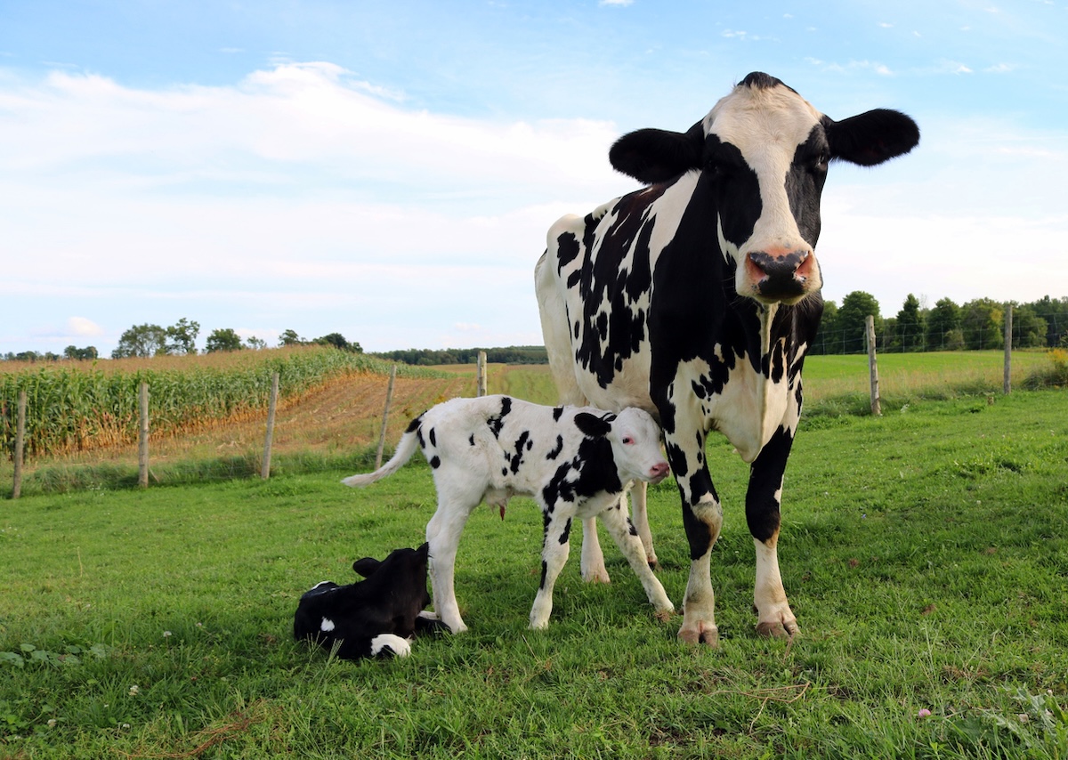 dairy cow with newborn calves