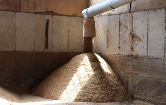 distillers grains