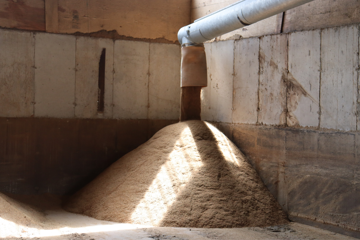 distillers grains